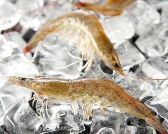 Raw White Shrimps