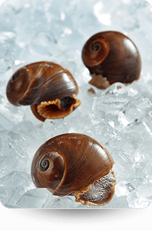 Shellfish